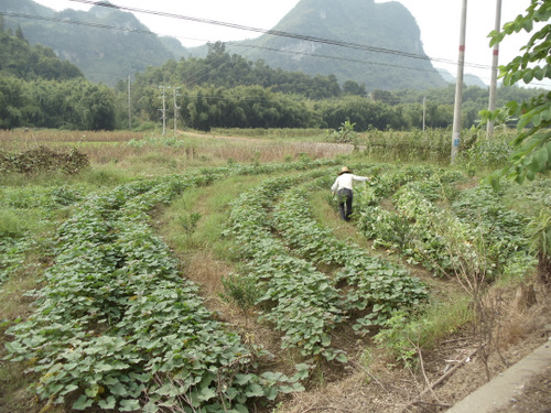 Field Worker watering plants.